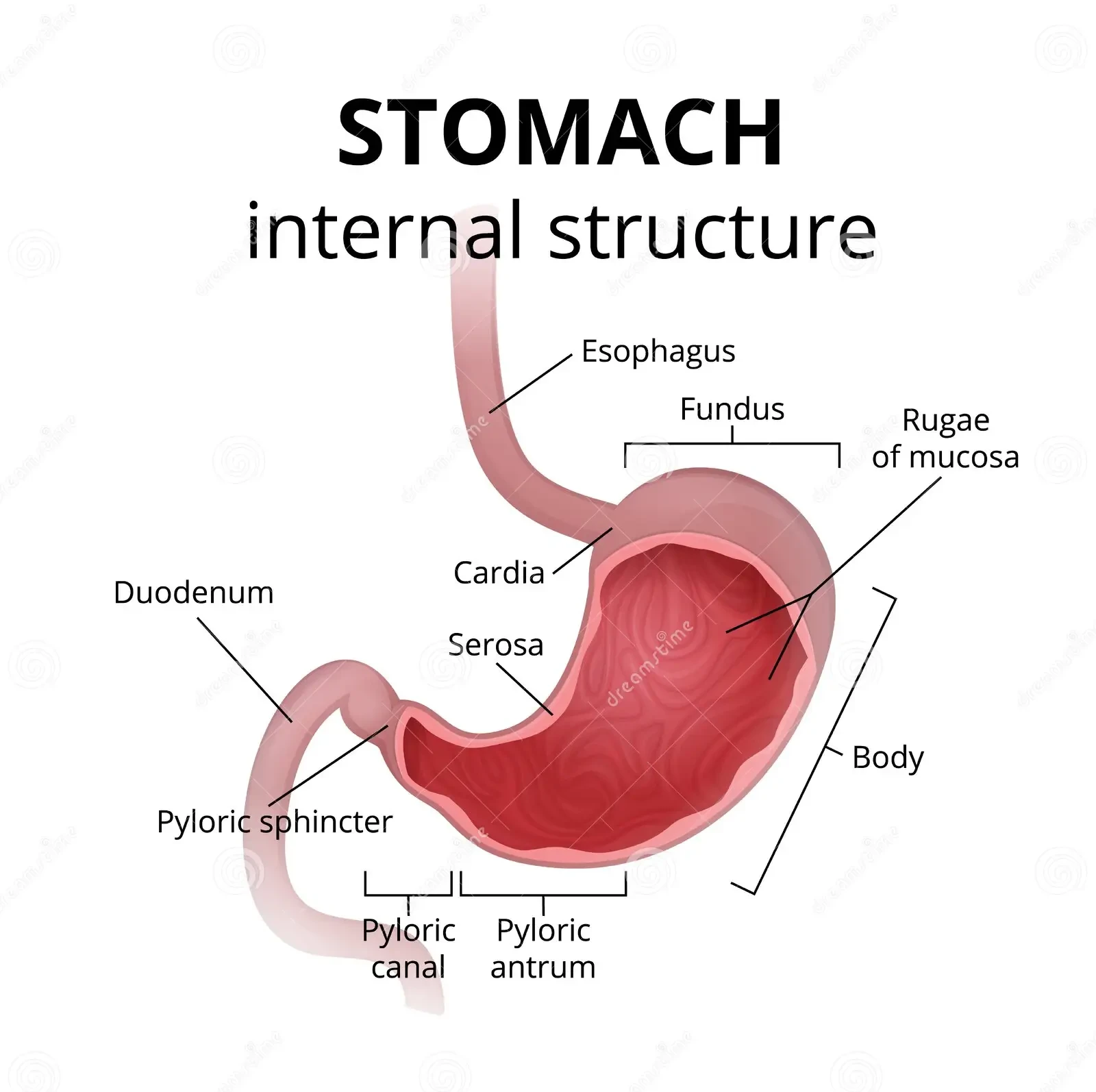 What Slows Down Inside Your Stomach After 50