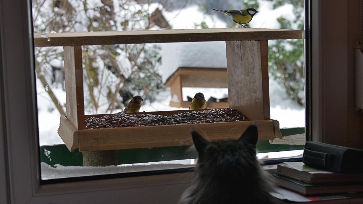 Winter Window Meditation